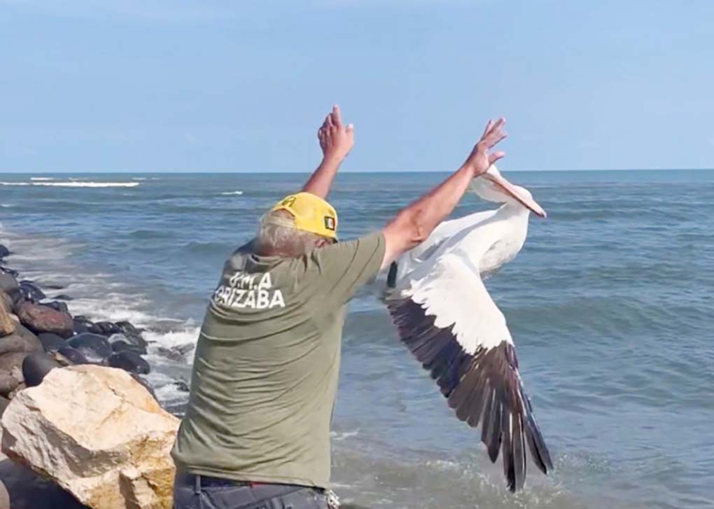 El Heraldo de Xalapa Liberan en playa veracruzana a pelícano