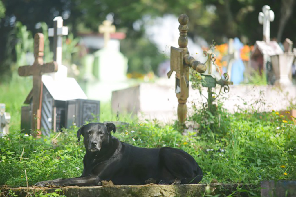 El Heraldo de Xalapa Hay más de mil cuerpos y restos en fosas comunes