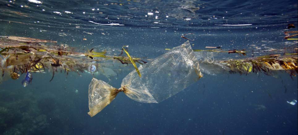 El Heraldo de Xalapa Contaminación amenaza a la fauna marina