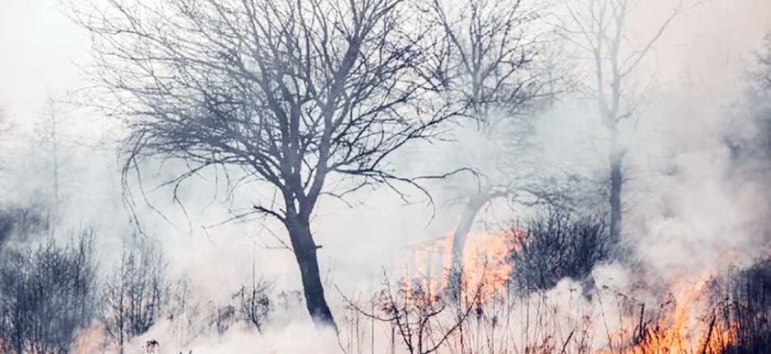 Incendios forestales devastan 15 mil hectáreas en Veracruz