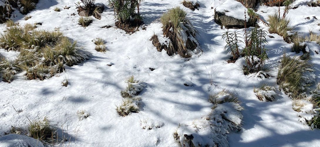 Primera nevada de la temporada en el Cofre de Perote