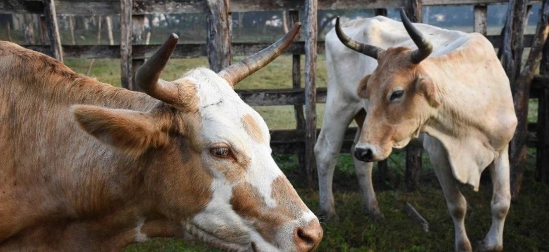 Sader activa plan nacional vs gusano barrenador