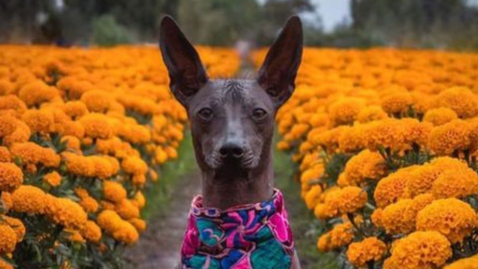 xoloitzcuintle