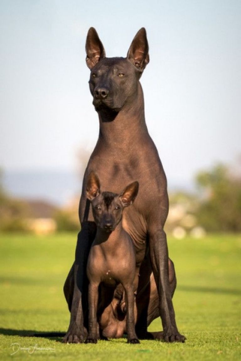 xoloitzcuintle2