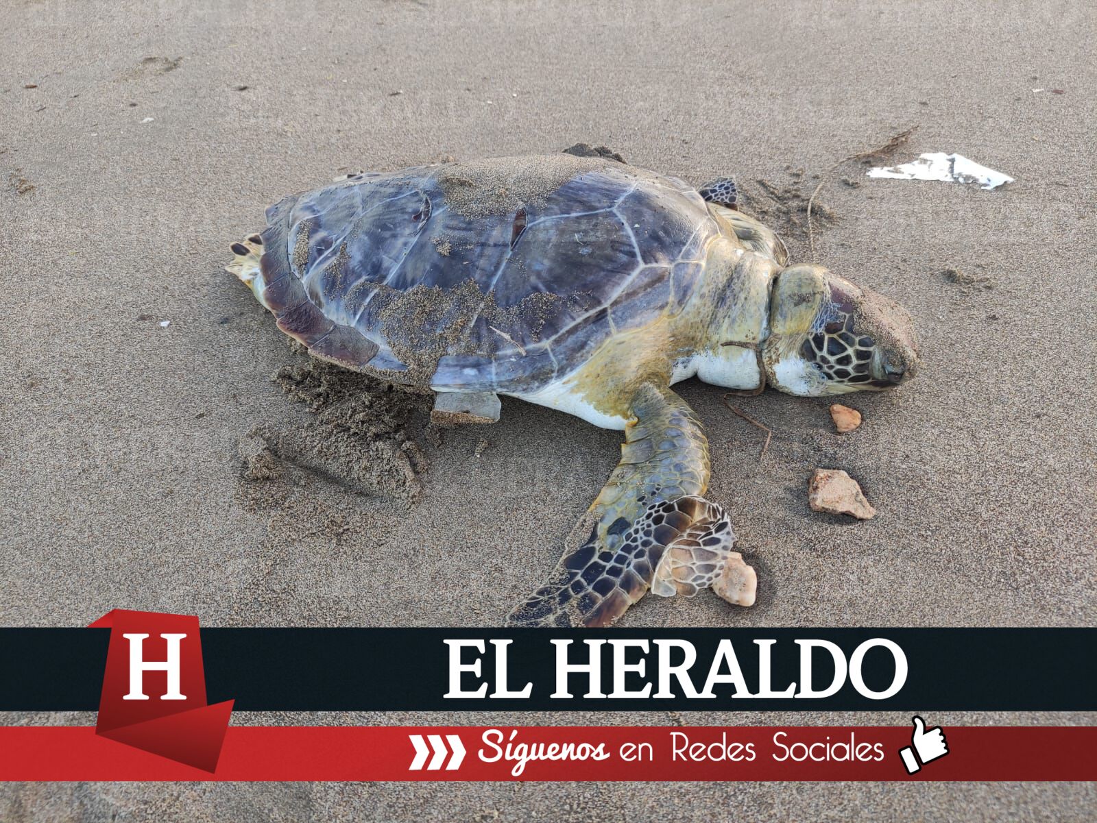 Aparece tortuga2