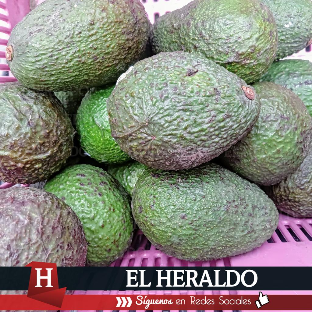 Aguacateros urgen