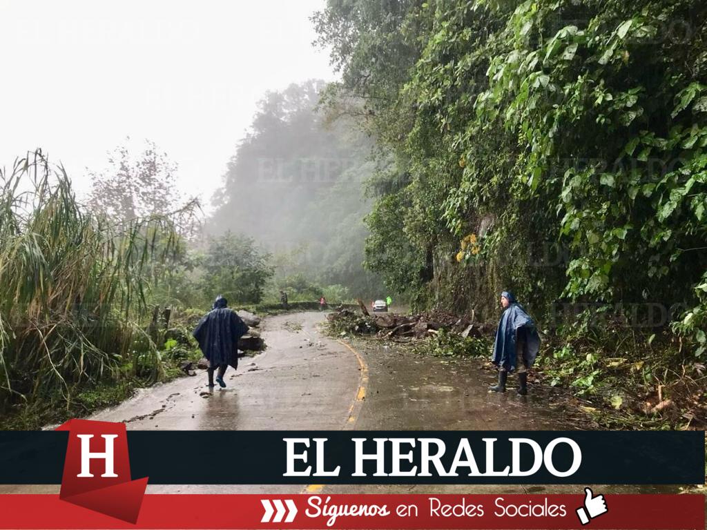 Reforestan con bambú3