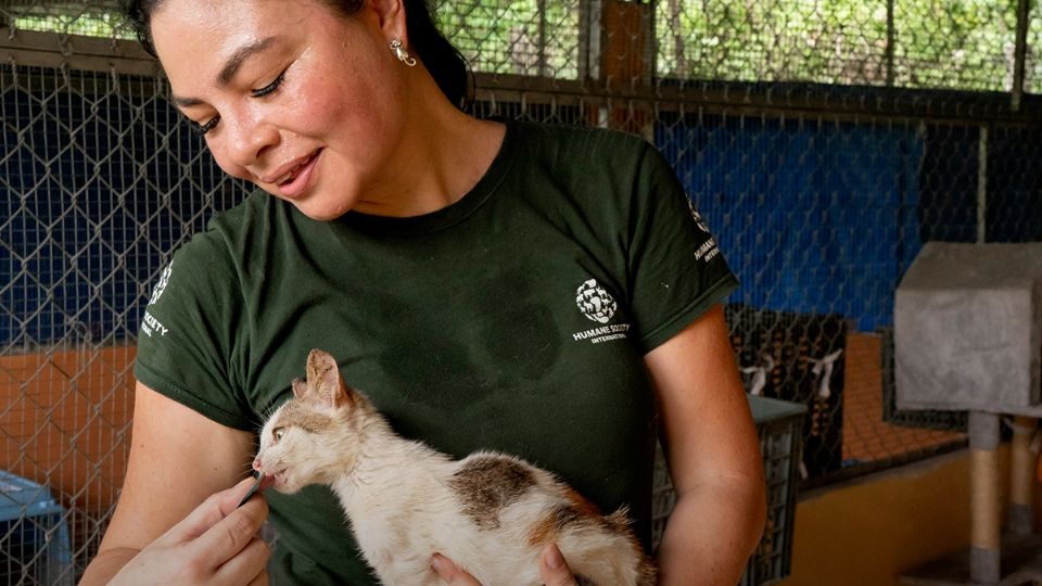 Veterinaria mexicana acudi a Vietnam para salvar a gatos de una