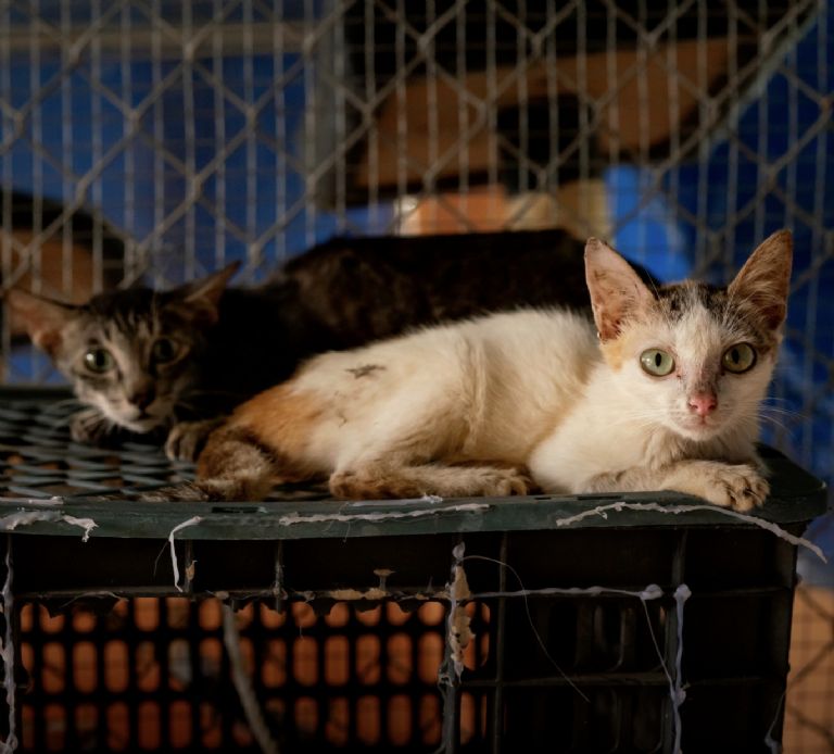 Veterinaria mexicana acudi a Vietnam para salvar a gatos de una 2