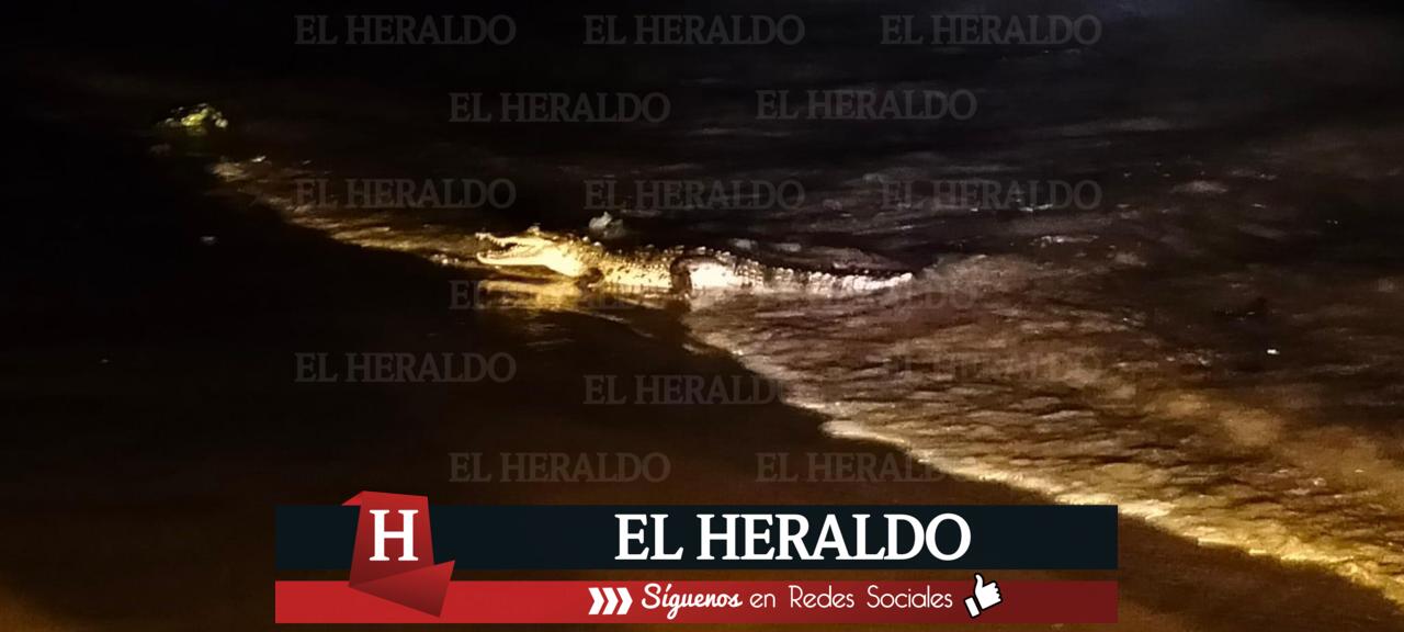 Reportan cocodrilo que se pasea en la playa de Coatzacoalcos a la altura de Puerto Esmeralda 2