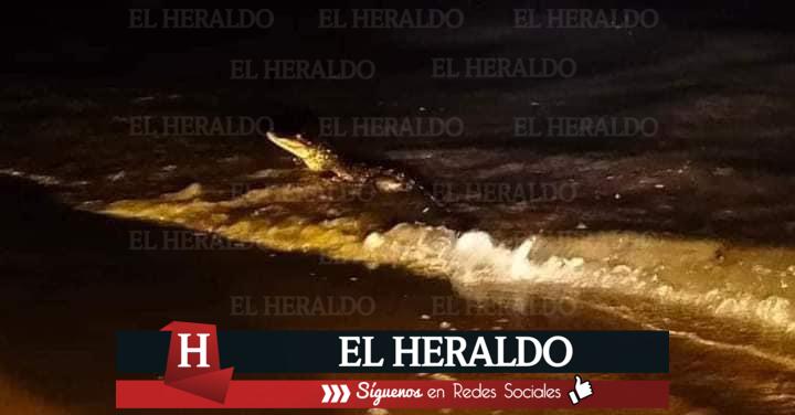 Reportan cocodrilo que se pasea en la playa de Coatzacoalcos a la altura de Puerto Esmeralda 4