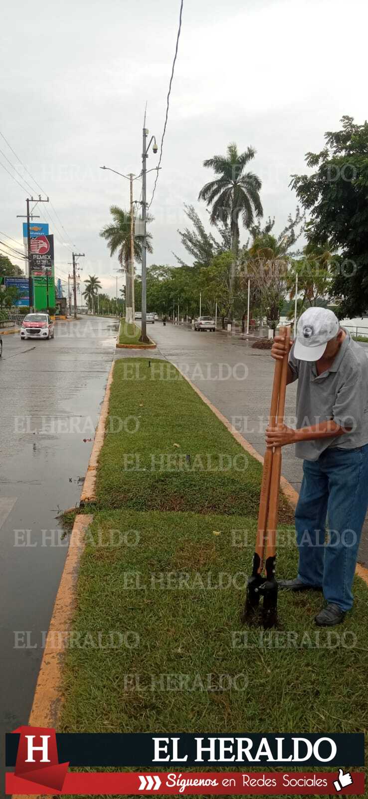 Se llevó a cabo la siembra de palmera real de los camellones del bulevar Independencia 4