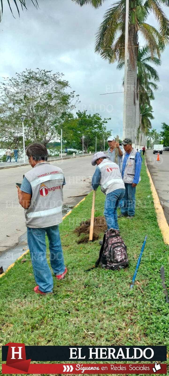 Se llevó a cabo la siembra de palmera real de los camellones del bulevar Independencia 7