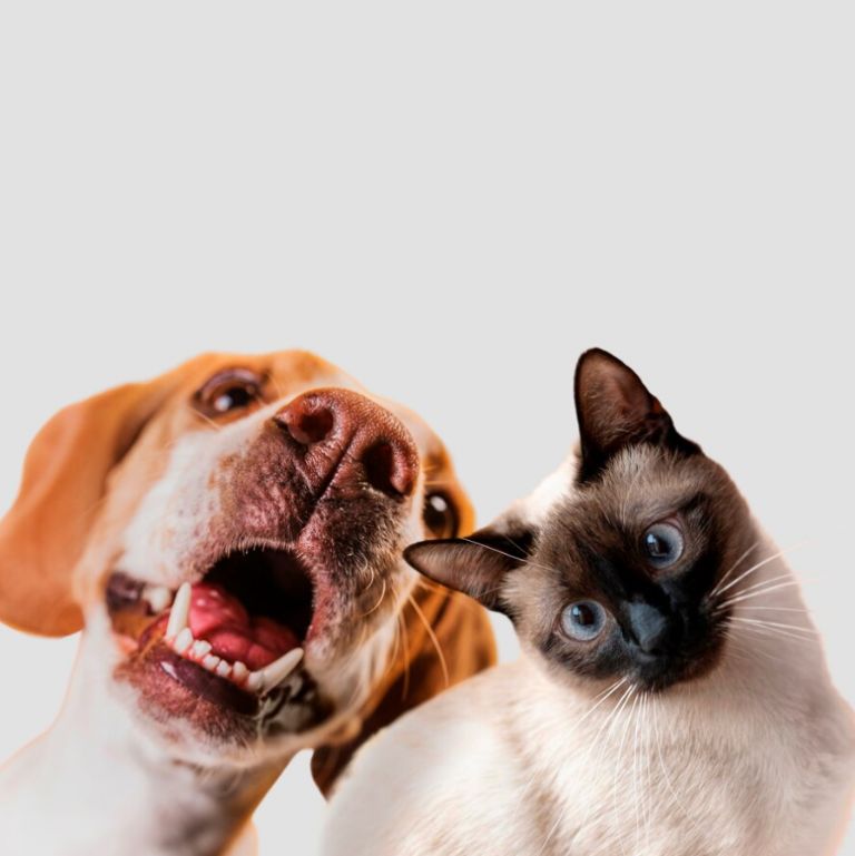 Qu le puedo dar a mi perro cuando hay pirotecnia