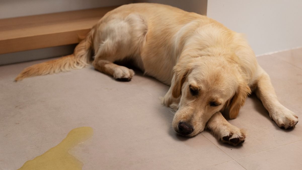 El mejor remedio casero para eliminar de pisos y superficies el olor a orina de gatos y perros