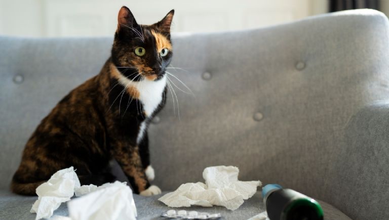 El mejor remedio casero para eliminar de pisos y superficies el olor a orina de gatos y perros 2