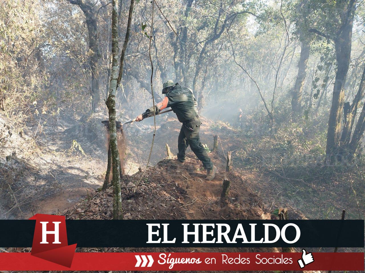 Reforestan zonas del Cofre de Perote tras daños por incendios 2
