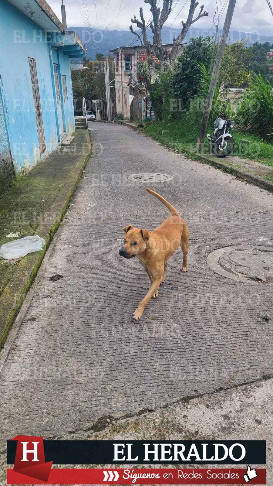 Denuncian ataques de perros callejeros en periferia de Xalapa