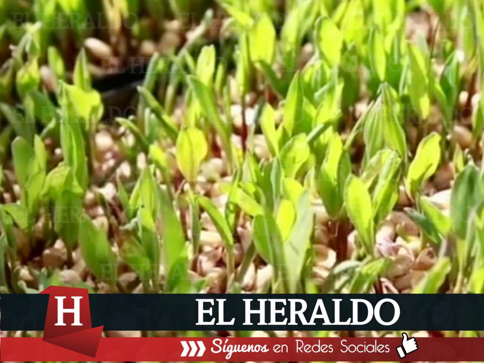 Productores pecuarios logran más de 60 hectáreas de forraje 2