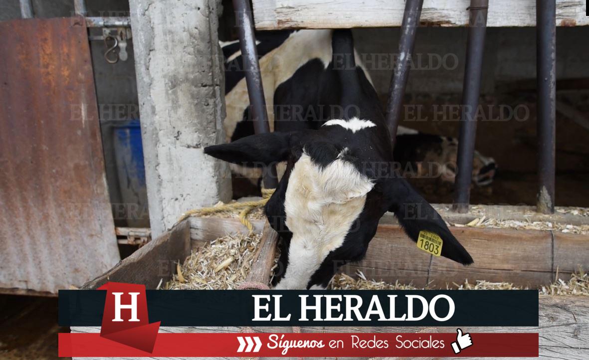 Productores pecuarios logran más de 60 hectáreas de forraje 3