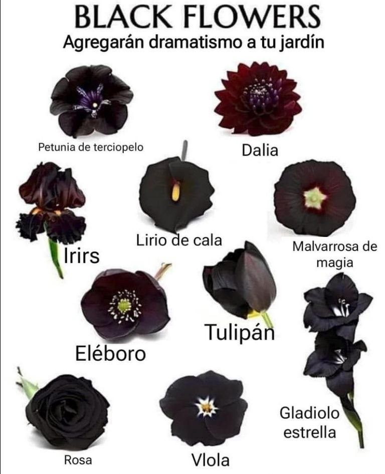 Las flores negras para agregar dramatismo y elegancia a tu decoracin este Halloween 2