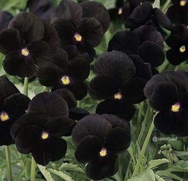 Las flores negras para agregar dramatismo y elegancia a tu decoracin este Halloween 3