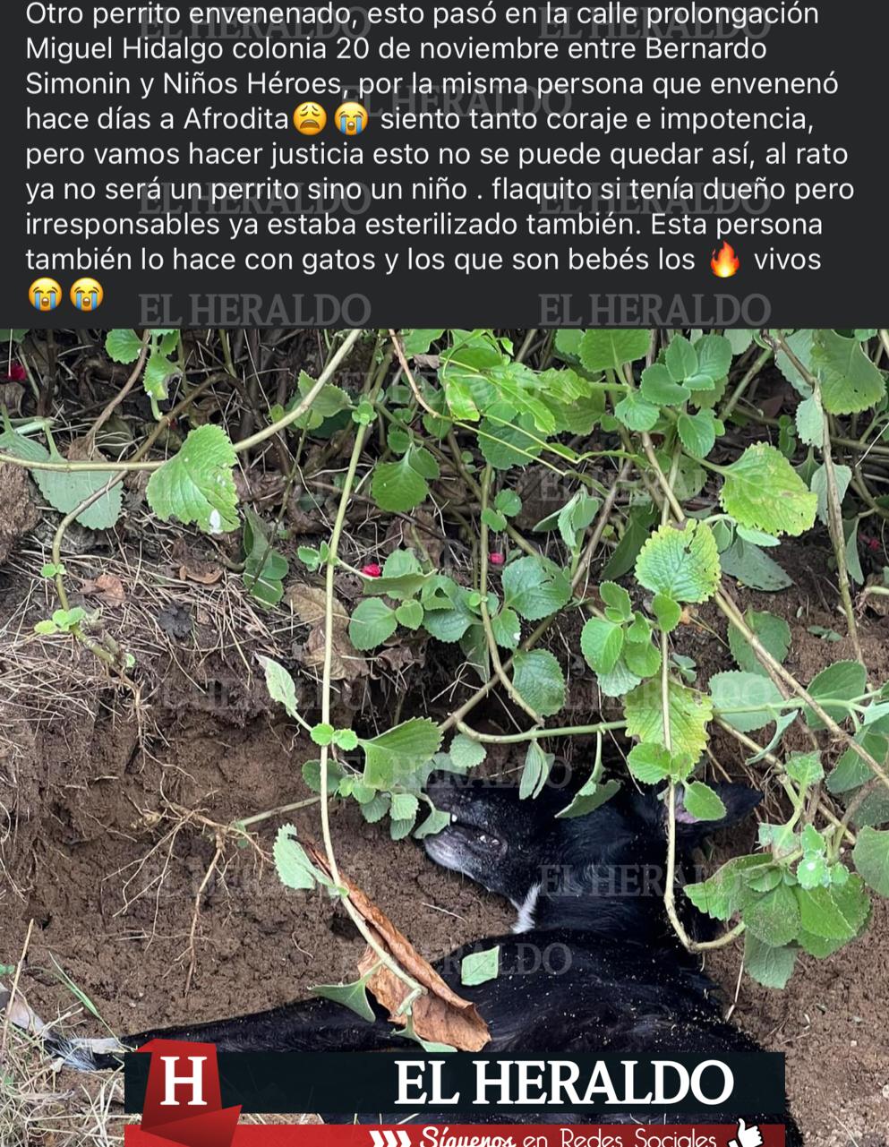 Denuncian públicamente a vecina de la 20 de noviembre 2