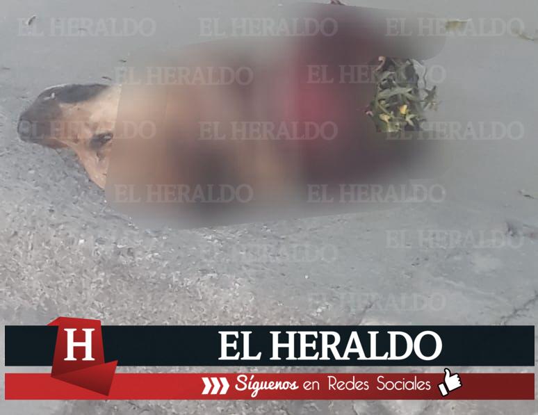 Captan a sujeto comiéndose la cabeza de un perro en Veracruz puerto 2