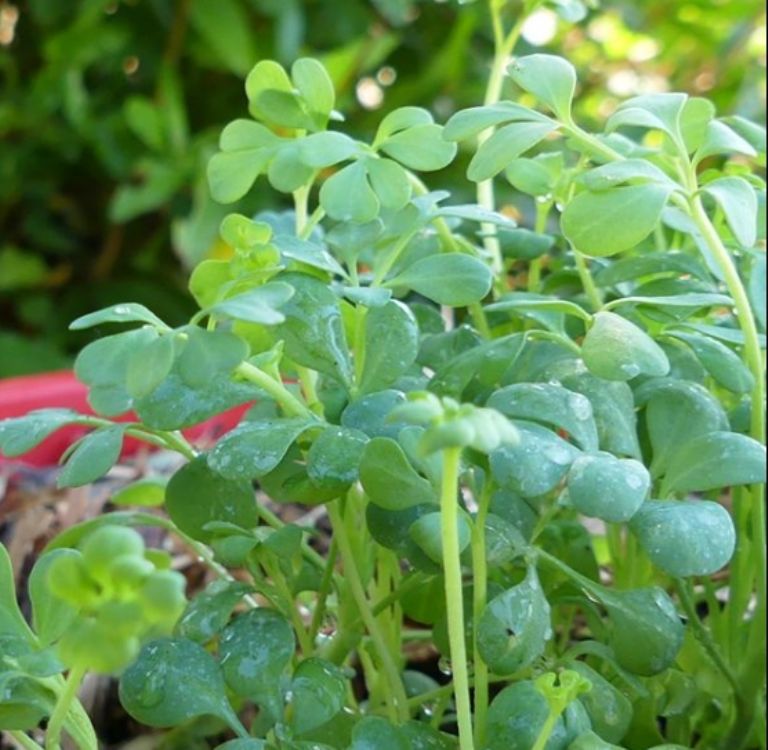 Las abuelitas crean que una limpia de ruda y huevo alejaba de tu vida este PROBLEMA 2