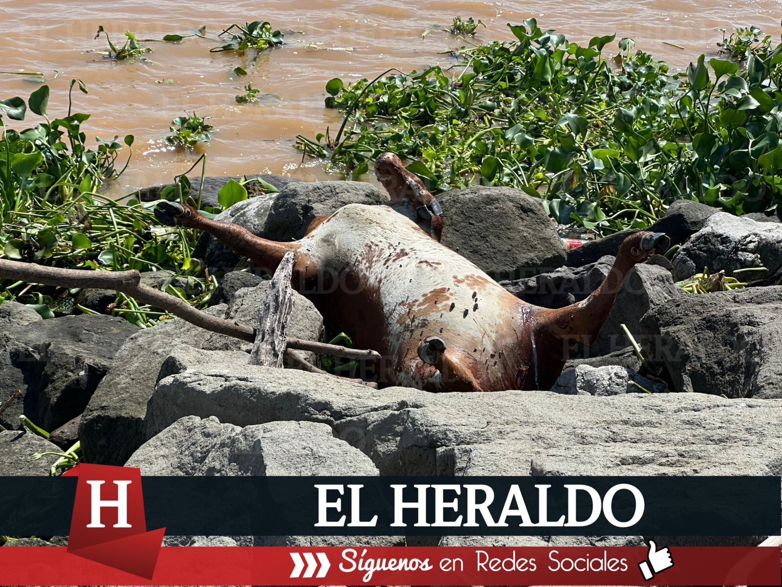 Recala vaca en las escolleras de Coatzacoalcos 3