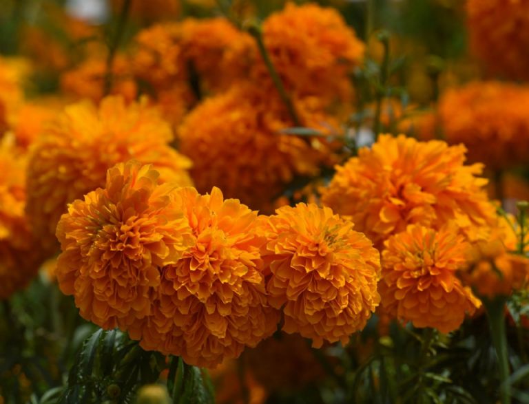 Este es el profundo significado de las flores que se ponen en los altares 3